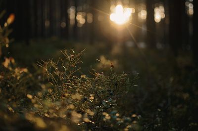 light