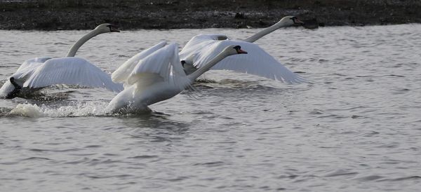 Swans taking  off a lake