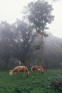 Horses grazing on field against sky