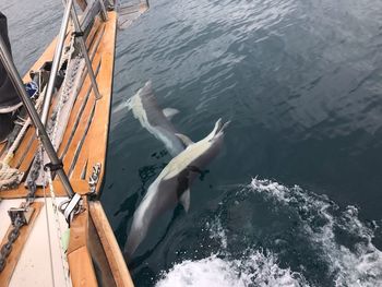 High angle view of dolphins on sea