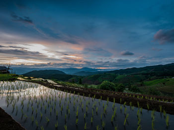 Scenic view of agricultural field against sky during sunset