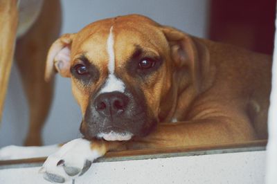 Close-up portrait of dog relaxing at home