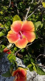 Close-up of flower growing on plant