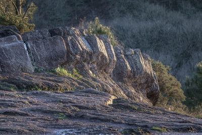 Scenic view of rocks in forest