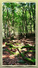 Trees in forest