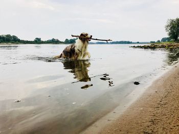 Dog on beach