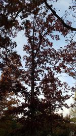 Low angle view of trees against sky