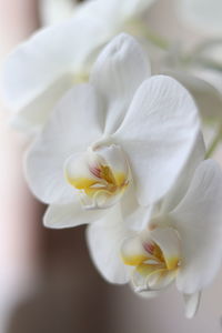 Close-up of white rose flower