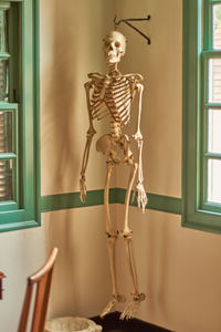 Human skeleton hanging by hook at hospital