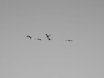 Low angle view of birds flying in sky