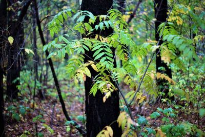 Close-up of fresh green plants in forest
