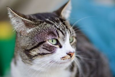 Close-up of a cat looking away