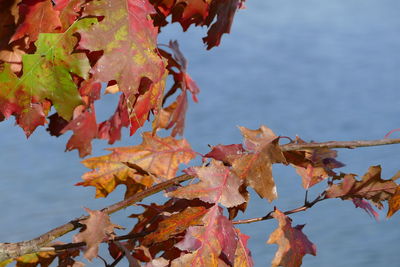 Close-up of maple leaves on tree