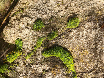 Full frame shot of moss growing on tree trunk