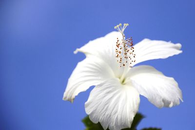 Close-up of white flower blooming outdoors