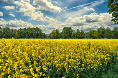 Scenic view of oilseed rape field against sky