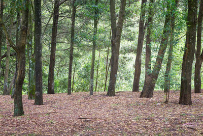 Trees in forest during autumn