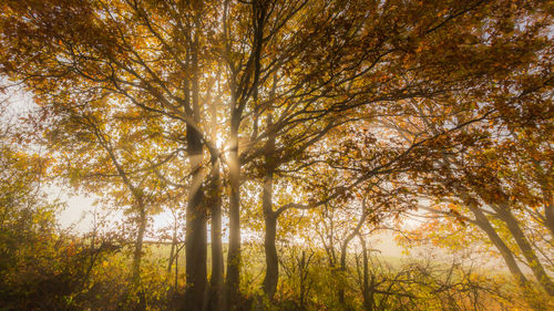 Low angle view of trees in forest during autumn