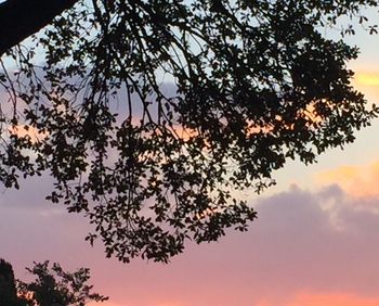 Low angle view of trees against sky at sunset