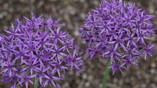 Close-up of purple flowers growing outdoors