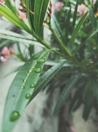 Close-up of raindrops on leaf