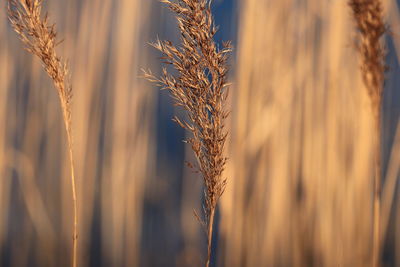 Close-up of wheat growing on field