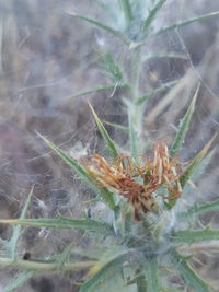 Close-up of spider on web