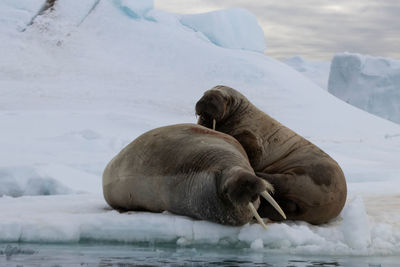 Animals on frozen sea