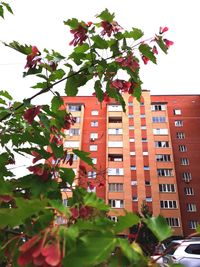 Low angle view of tree by building against sky