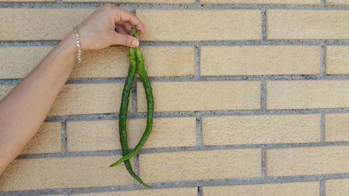 Cropped image of hand holding chili peppers against brick wall