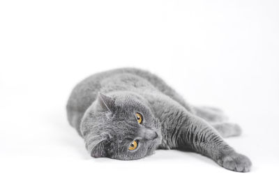 Close-up portrait of a cat over white background