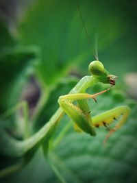 Close-up of grasshopper on leaf