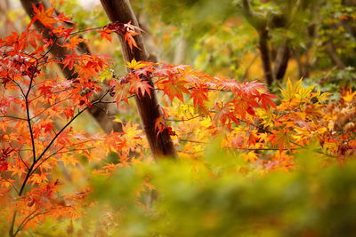 Close-up of maple leaves on tree