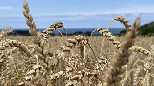 Close-up of stalks in field against sky