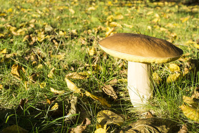 Close-up of mushroom on field