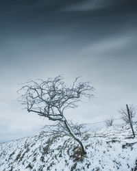 Bare tree on snowy land against sky