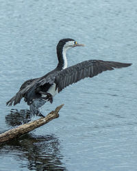 Bird in water