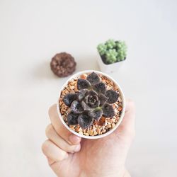 Close-up of hand holding ice cream over white background
