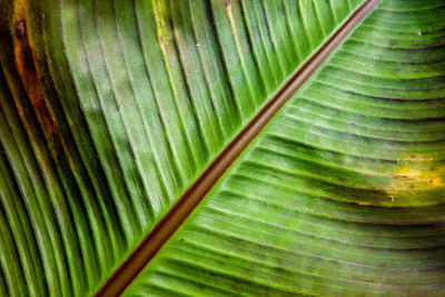 Full frame shot of palm leaf