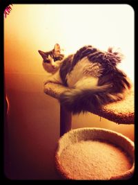 Cat looking away
