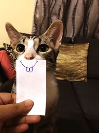 Close-up portrait of hand holding cat