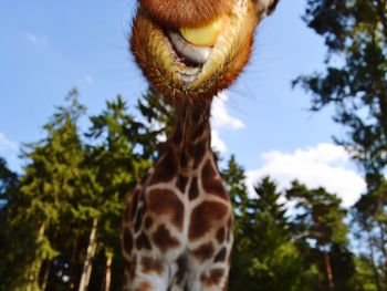 Close-up of giraffe against trees