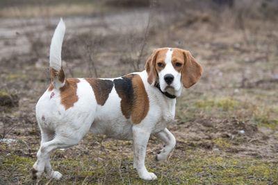 Close-up portrait of dog standing on field