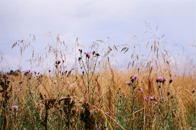 Close-up of flowering plants on field against sky