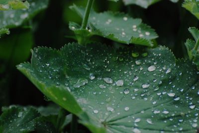 Close-up of raindrops on leaves