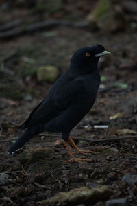 Close-up of bird perching on a field