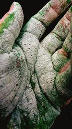 Close-up of tree trunk