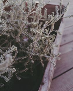 Close-up of frozen plant