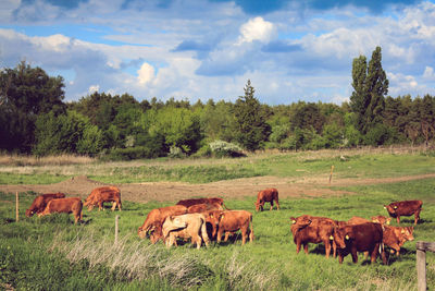 Horses in a field