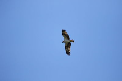 Low angle view of eagle flying against clear blue sky